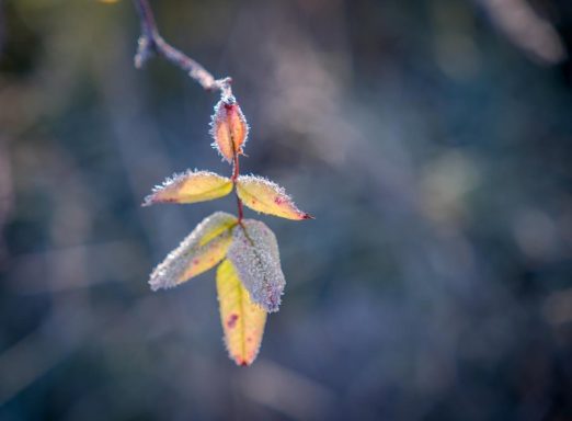 Winter 4 - 2022