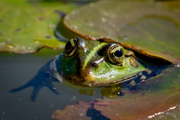 Eine Frosch sitzt teilweise unter einem Seerosenblatt im Wasser.