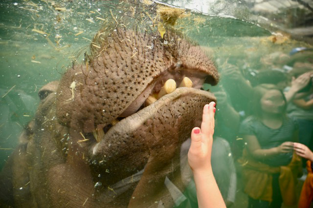 Juni 2025 - Gisela Ries Ein großes Flusspferd nähert sich einer Hand unter Wasser.