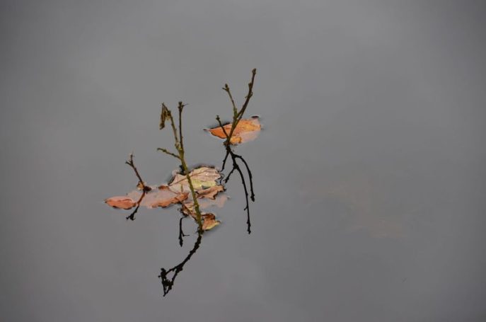Oktober 2023 - Herbst-Meditation - Monika Rossa Oktober 2023 - Herbst-Meditation - Monika Rossa