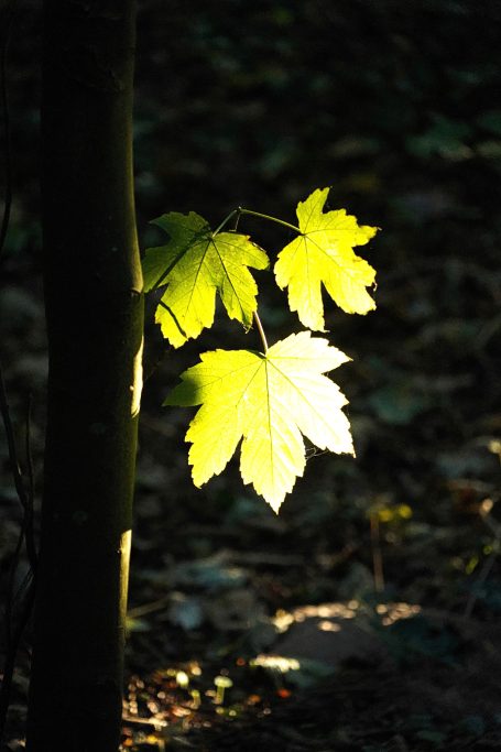 Oktober 2025 - Kornelia Brinkmann-Roden Grüne Blätter leuchten im Sonnenlicht vor einem dunklen Hintergrund.