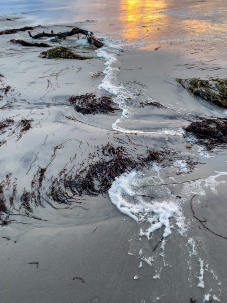 Februar 2025 - Sabine Füermann Strand mit Algen, sanften Wellen und Sonnenreflexion auf der Wasseroberfläche.