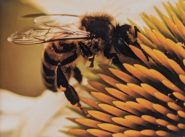 März 2025 - Ulla Berres Biene sitzt auf einer blühenden Sonnenblume mit gelben Blütenblättern.