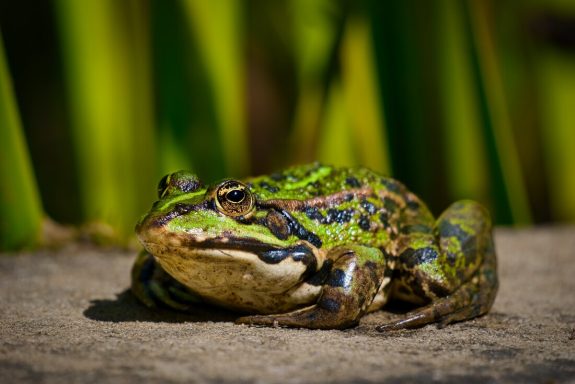 Grüne Froschart mit gemusterter Haut sitzt auf einem Stein.