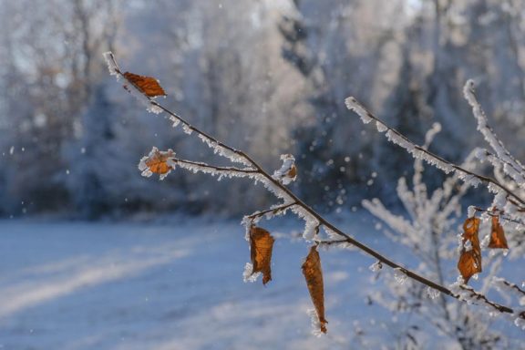 Winter 7 - 2022