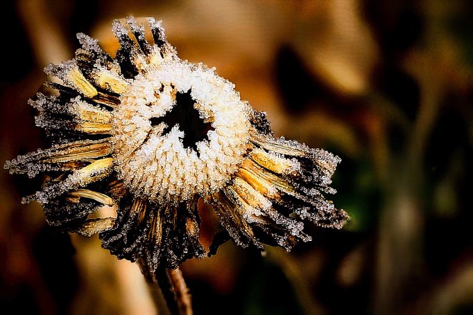 Dezember 2025 - Ulla Berres Eingefrorene Echinacea mit frostigem Überzug und gelben Blütenblättern.